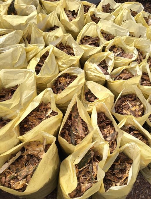 Świeża kora sosnowa