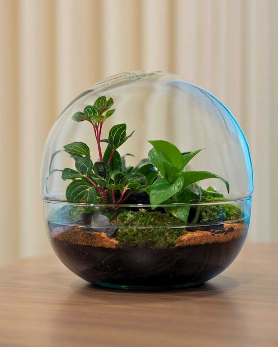 Terrários de plantas naturais e decorativos
