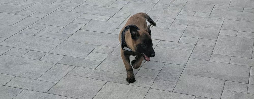 Owczarek belgijski Malinois piesek