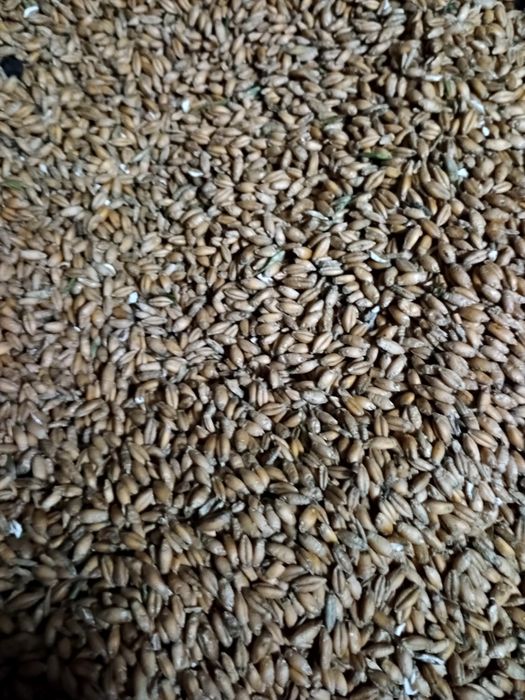 Sprzedam pszenżyto i owies