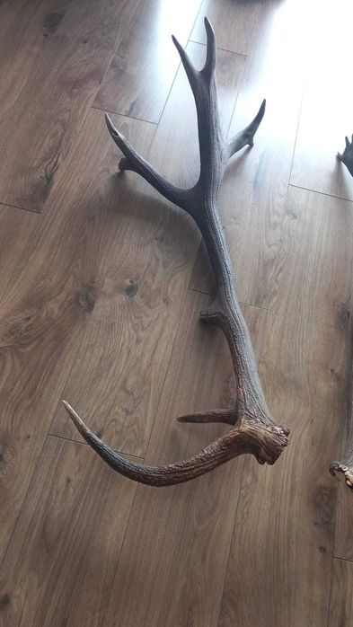 Poroza,zrzuty jelenia nowa cena Jabłonka • OLX.pl