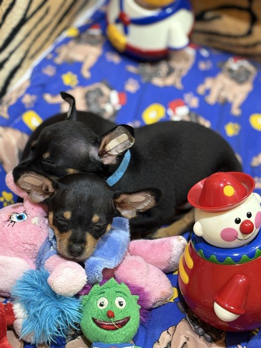 Той терʼєри міні та стандарт