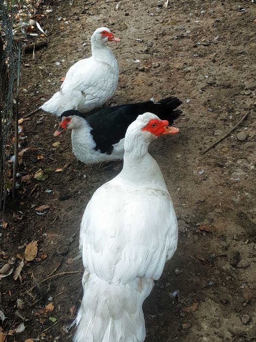 Продам качки білі