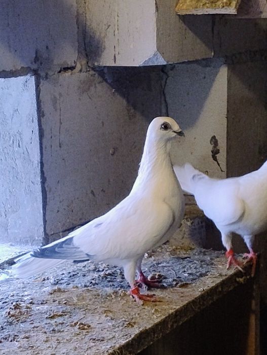 Gołębie Budapeszty