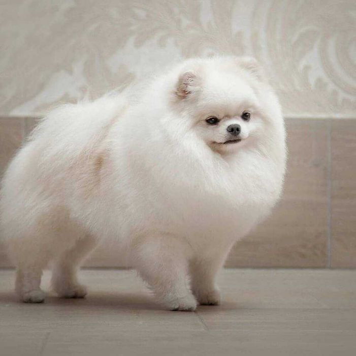 szpic miniaturowy pomeranian