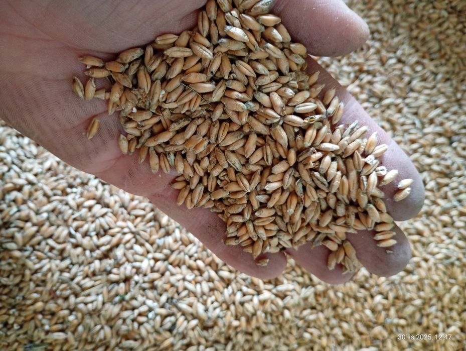 Pszenżyto ozime na sprzedaż