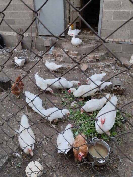 Продам индоуток и качуров