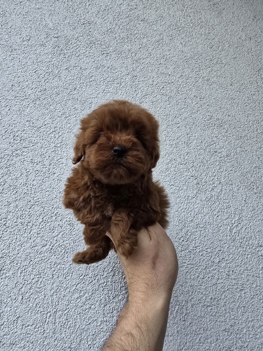 Maltipoo f2b pudel toy red Brown maltipoo f1b