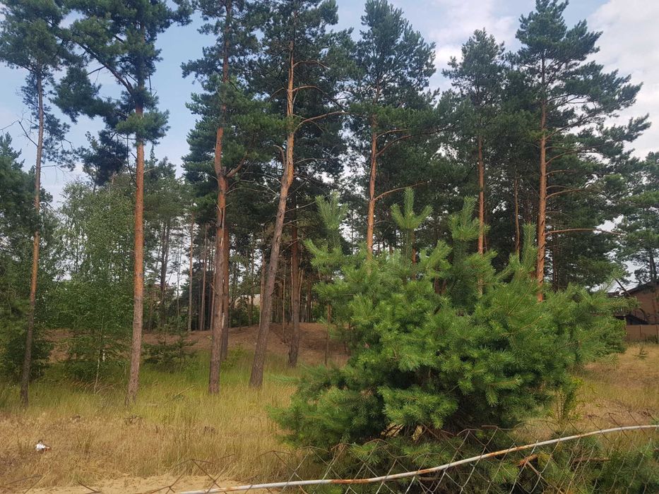 31 сот.Романків. Підгірці.Ліс,кутова ділянка під житлову забудову .