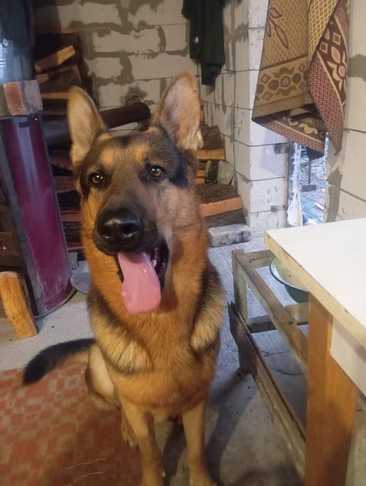 Шукаю свойому псу другу половинку