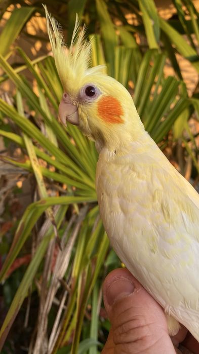 Caturra domesticada amarela com face vermelha