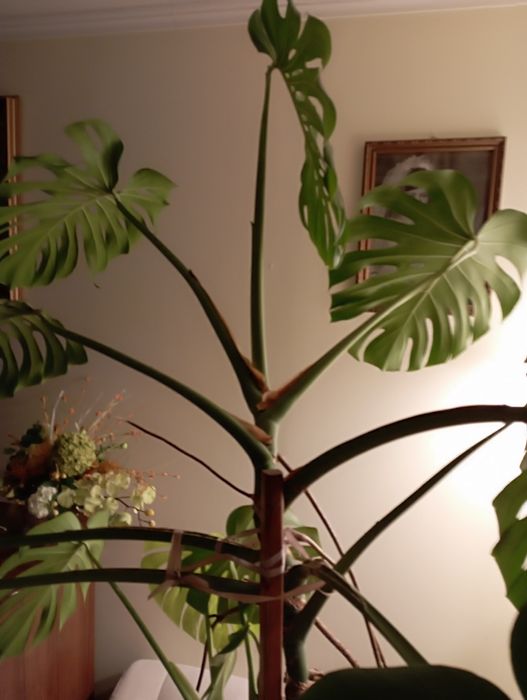 Monstera duży kwiat