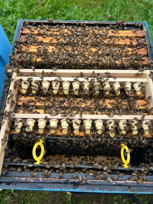 Matki pszczele NU, nieunasiennione