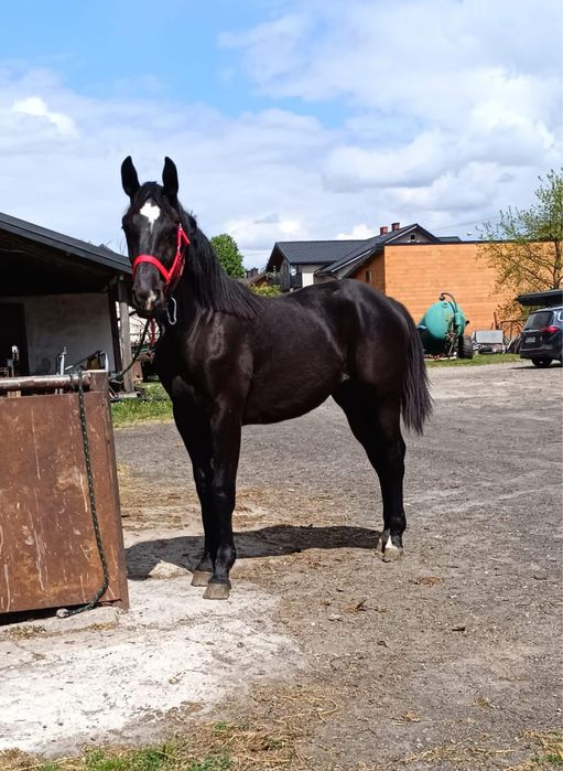 Sprzedam klacz piekną .