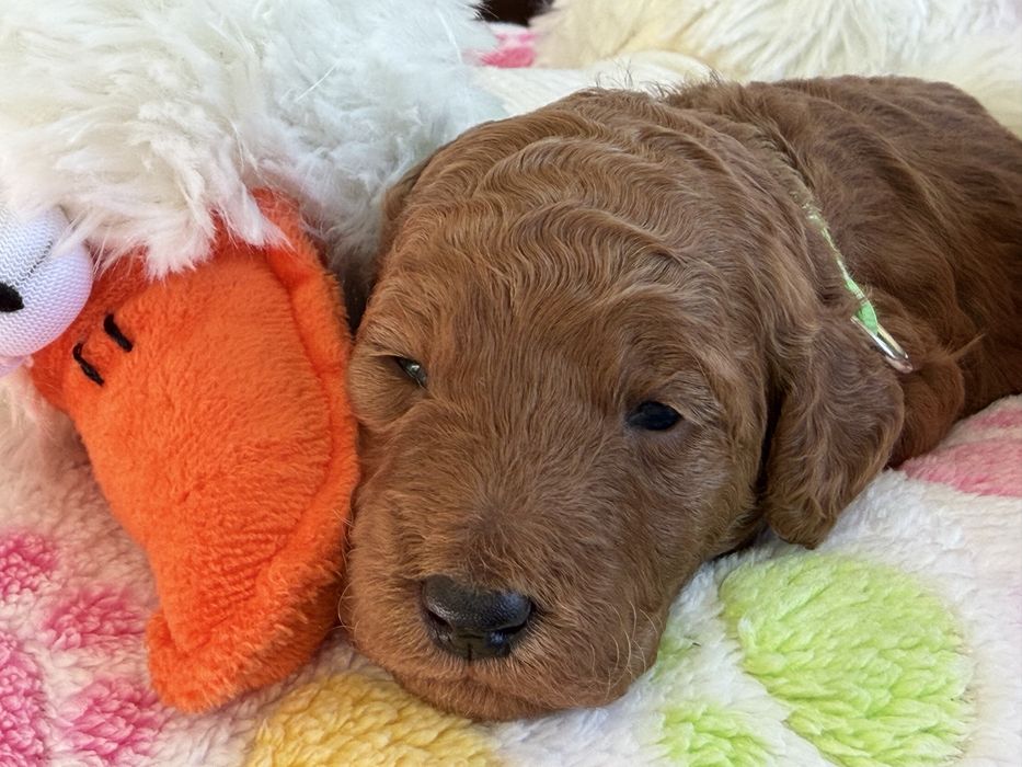 Goldendoodle F1b szczenię