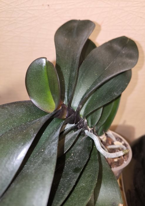 Орхідея Паваротті метелик