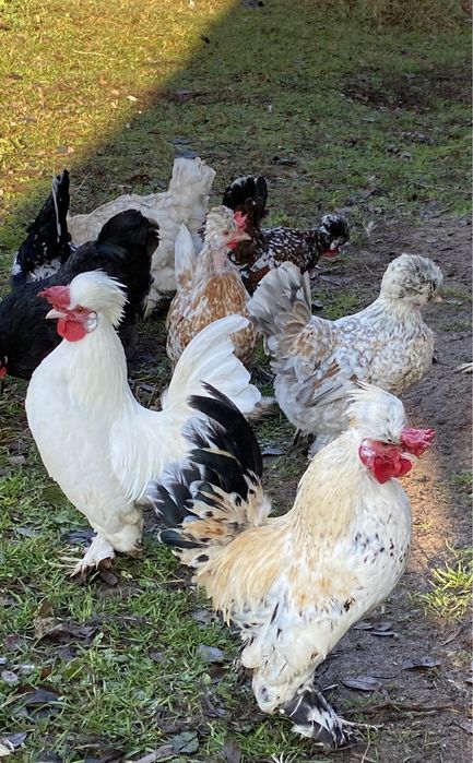 Jajka legowe, dżinka, karzełek bułgarski, karzełek łapciaty, liliputki