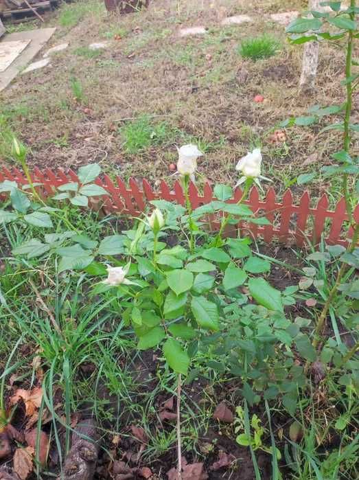 (13) Продам будинок. с.Барабой.