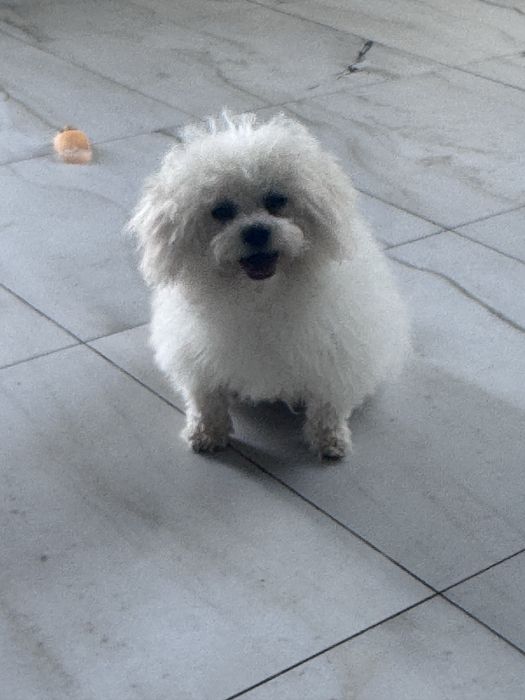 Bichon Friese Suczka