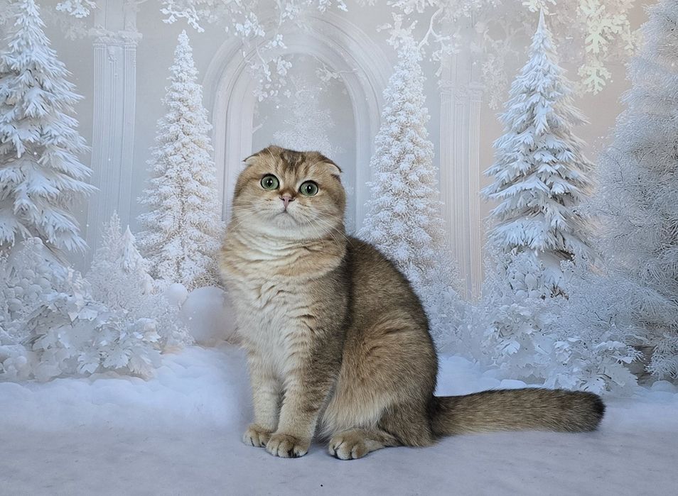 Зеленоглазая шотландская красотка