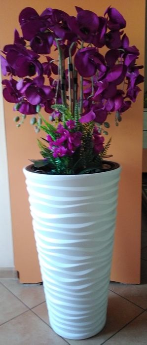 Piękny bardzo duży storczyk szescio pędowy w wysokiej donicy Na sprzed