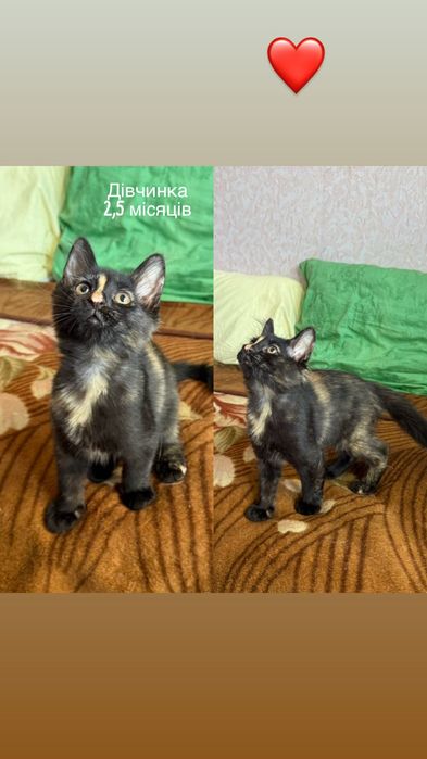Много разных котят бесплатно