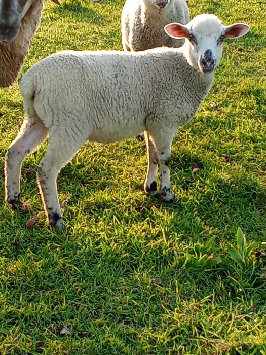 vendo anhos novo boa qualidade