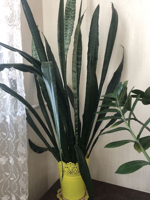 Продам кімнатні рослини