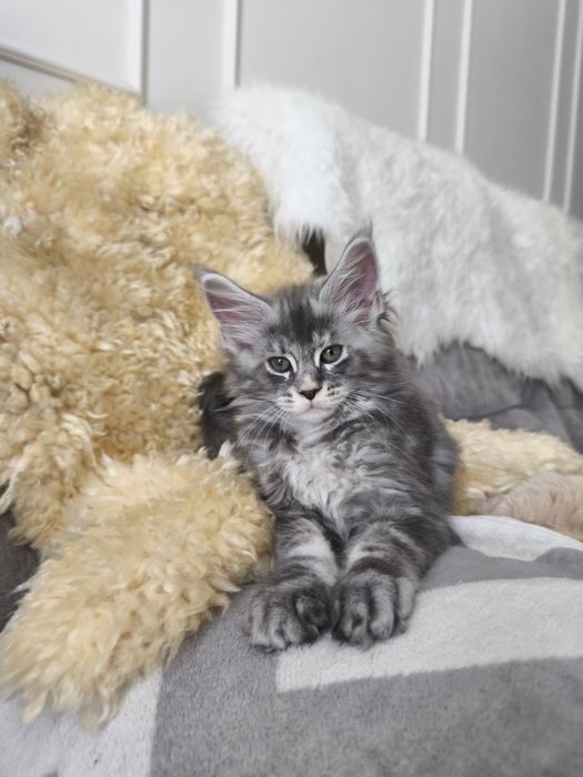 Kotka Maine coon Aqua