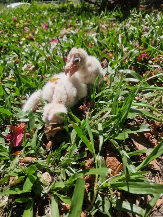 Aves para acabar de criar a mão