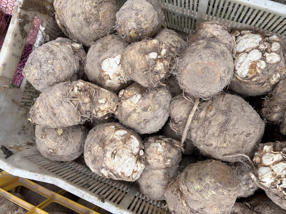 Seler brudny z wlasnych upraw