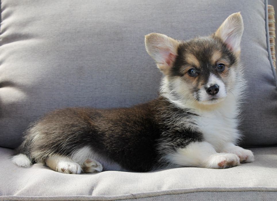 Корги пемброк с хвостиками и без Киев