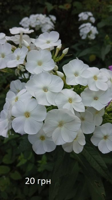 Жоржини, корені, георгіни