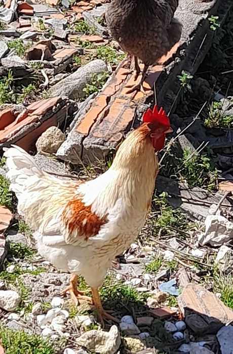 Vende animais de quinta