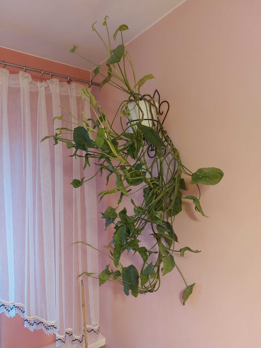 Sprzedam kwiat bluszczowaty,.