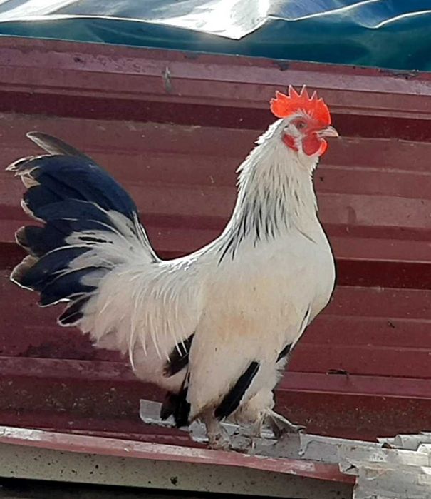 Vende-se galo Nagazaki cruzado com Mil Flores em Mafra/Ericeira