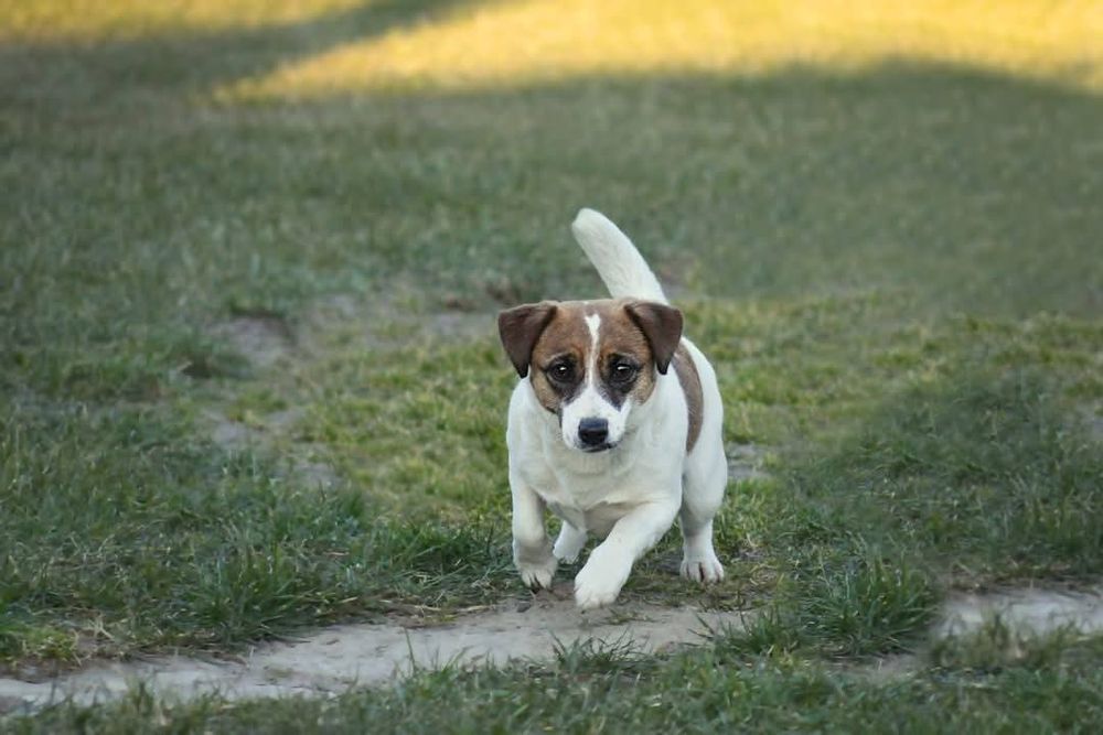 NELA, suczka Jack Russell Terrier FCI, ZKwP