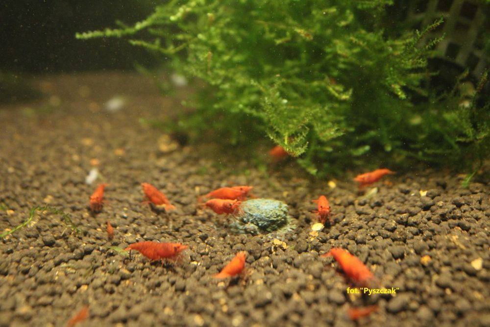 Krewetka  Sacura Red
