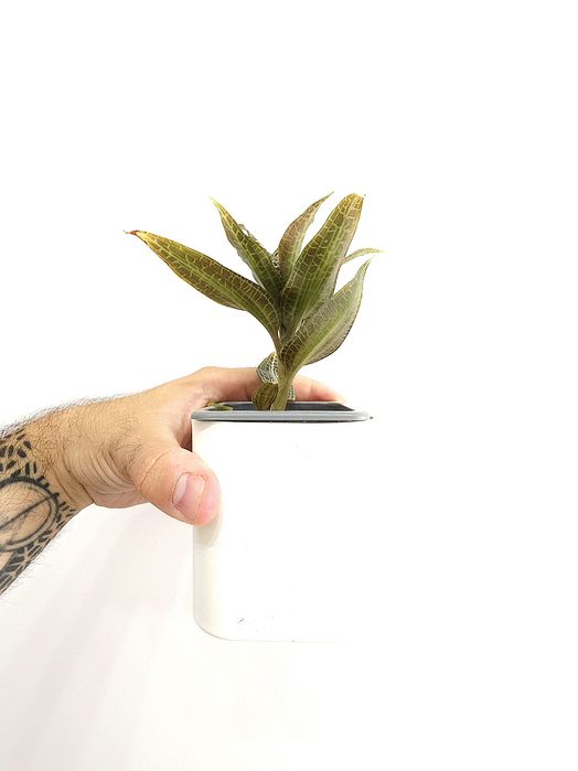 Goodyera Hispida (Jewel Orchid)