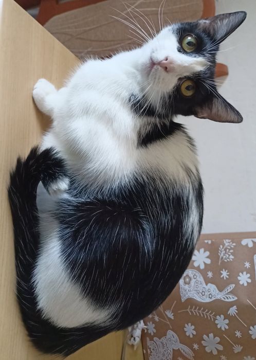 Oddam kocią rodzinę