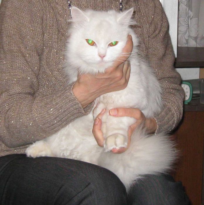 Белые котята  Хайленд привиты мальчик