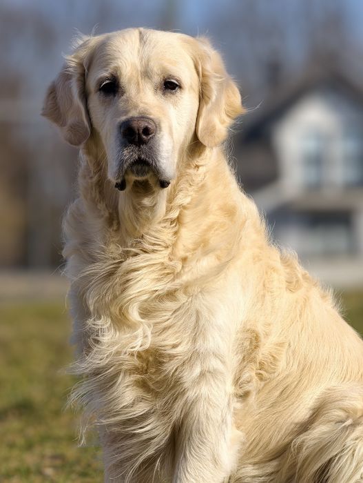 Golden Retriever Reproduktor ZKwP FCI