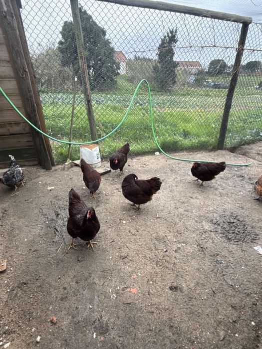 ovos de galinhas raças cruzadas