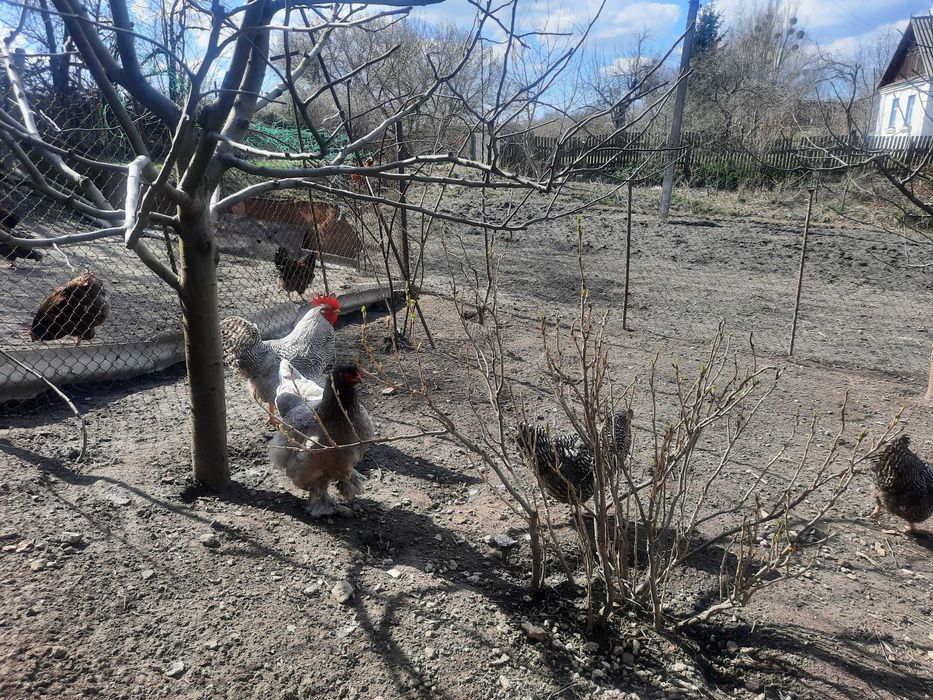 Інкубаційне  яйце