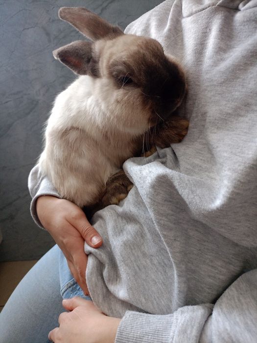 Króliczki miniaturki