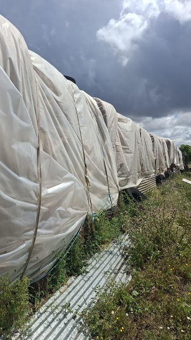Fardos de palha com mistura de feno com tremecilha