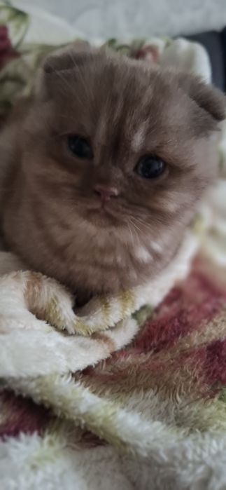 Шотландські плюшеві красуні