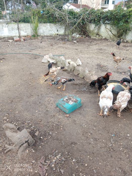Vendo galinhas frangos caipira 100 por cento  natural criado ao ar liv