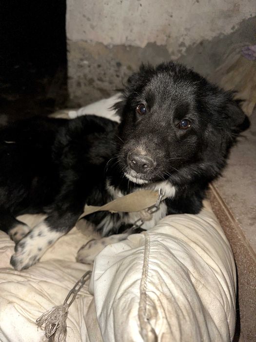 Віддам собак у добрі руки.