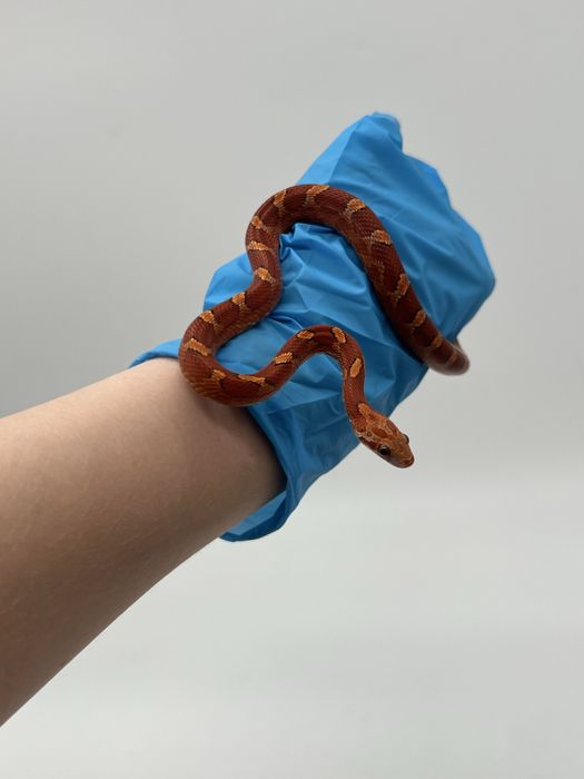 Wąż zbożowy węże zbożowe samica samiec transport